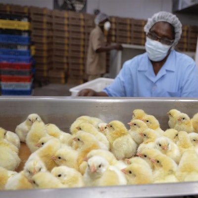 Jamaica Broilers' hatchery facilities can produce more than 1 million day-old chicks each week. | Courtesy Jamaica Broilers