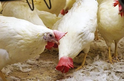 In cage-free systems ventilation is particularly important. | Austin Alonzo