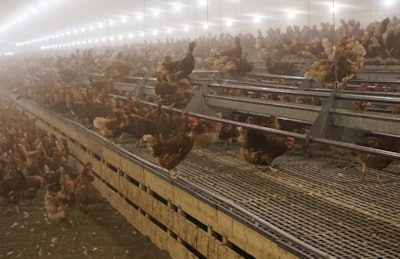 The free movement of hens in a cage-free system creates dustier conditions and air quality issues inside the barn. | Austin Alonzo