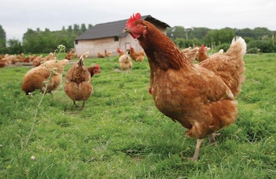 Free-range production is seen by many as being the most welfare friendly, however, opinion remins divided. | Craig Holmes