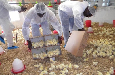 Poultry farmers from Côte d’Ivoire go through a recent training with assistance from the U.S. Grains Council. | USGC