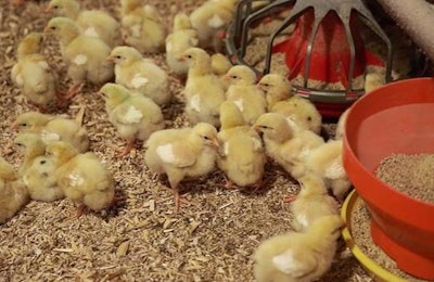 Tyson Foods has launched a new initiative to improve the care of chickens on the farm and at its processing plants. | Tyson Foods