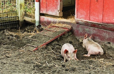 Pigs raised outdoors never develop anemia because they come into contact with soil, which has an abundant source of iron. | Denise P. Lett, Dreamstime.com