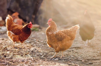 Addressing emissions closer to their source, rather than through ventilation and air filtering, can help to improve broiler performance. | Adobe Images, Snowboy