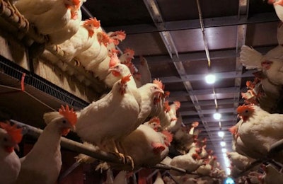 Una caseta para gallinas ponedoras libres de jaulas de Hickman's Family Farms. | Austin Alonzo