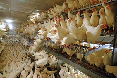 Egg Washing & Poultry Equipment - UK Stock