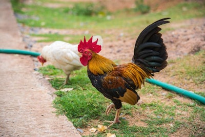Today’s strains of poultry have been placed under selection pressures quite different than those of its ancestor, the red junglefowl. | CreativeBestPhoto, Bigstockphoto.com