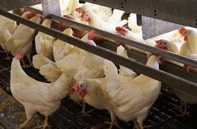 Cage-free hens need considerably more feed than their conventionally raised counterparts, thanks to their increased mobility. | Austin Alonzo