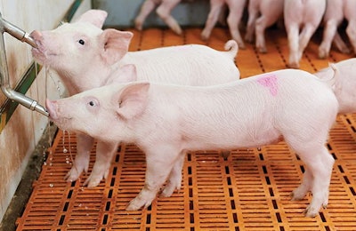 Providing water for piglets is as important as providing the right feed for them. Dmitry Kalinovsky, Dreamstime