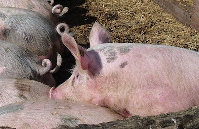 Undocked pig tails are an easy target for pigs that are distressed. | Inavanhateren, Dreamstime