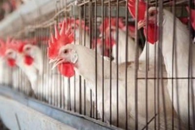 White Cage Housed Hens