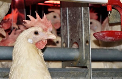 Cage-free husbandry is challenging even for egg industry veterans. | Austin Alonzo