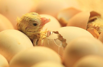 Chick Hatching Without Sexing