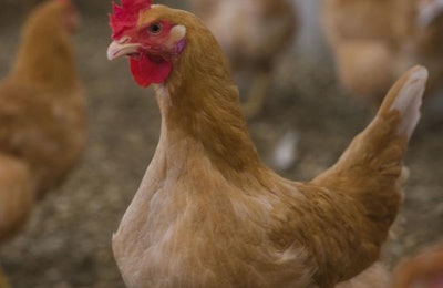 Bell & Evans will exclusively use the Das Klassenbester breed of chicken, having chosen it for its slower-growing traits. | Photo courtesy of Bell & Evans