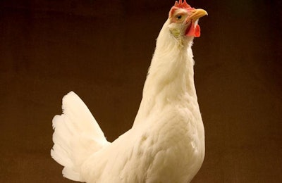It's not a simple process to map and sequence the genome of an animal. Geneticist Hans Cheng and colleagues at the ARS Avian Disease and Oncology Laboratory used the DNA of the Red Jungle Fowl line combined with that of a White Leghorn chicken, similar to the one shown here, to create a genetic map of the chicken. | Photo by Stephen Ausmus