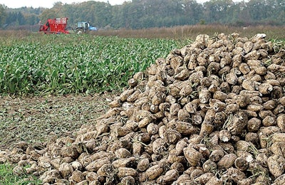 Sugar beets are a prime example of a human staple that produces both wet and dry feed ingredients of the highest value, yet one that remains undervalued globally. | Wessel Cirkel, Dreamstime