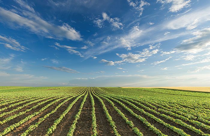 6 challenges facing the global animal feed industry