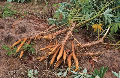 Cassava is a starch-rich ingredient that is underutilized in commercial animal feeds. | Pixbox77, Dreamstime