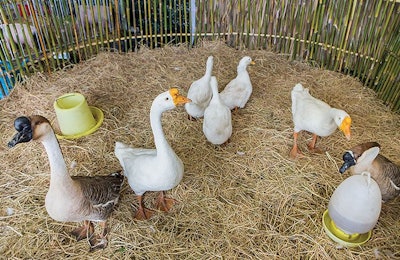 A start-up poultry farm is a way to increase income in developing countries. | Subin Pumsom, Dreamstime