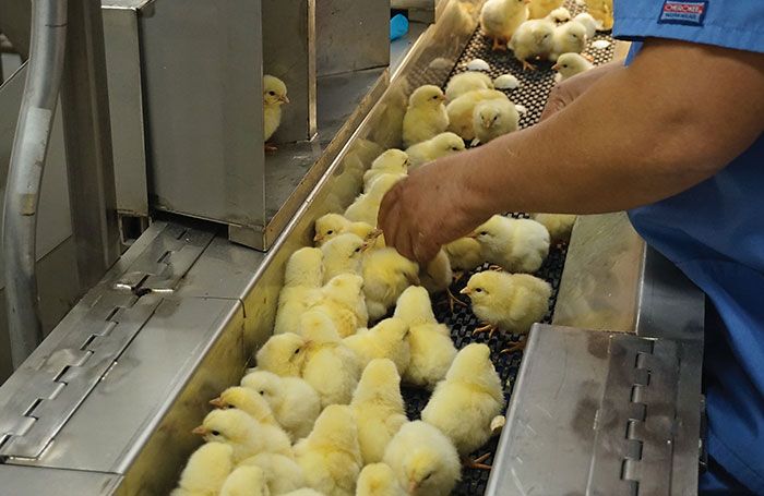Biosecurity, technology define new layer hatchery | WATTAgNet ...