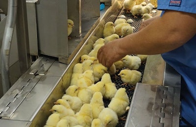 A worker sexes chicks in Hendrix Genetic's Grand Island hatchery. The location will produce about 24 million female chicks each year. | Austin Alonzo
