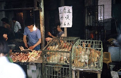 More live bird markets in China are being closed to reduce the risk of avian influenza spreading into the human population. | Willard Losinger, Bigstockphoto.com