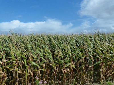 campo maíz amarillo, corn