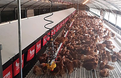 Cage-free hens face greater disease challenges, so producers must emphasize gut health and immune system support. | Courtesy Potters Poultry