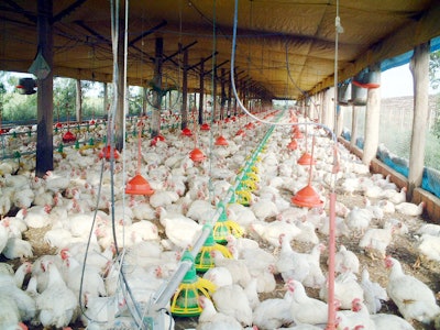 El sector avícola en Paraguay comenzó con el pie derecho este 2018 con un crecimiento de 498 por ciento en el volumen de exportaciones. | Freeimages.com/Eduardo Oride