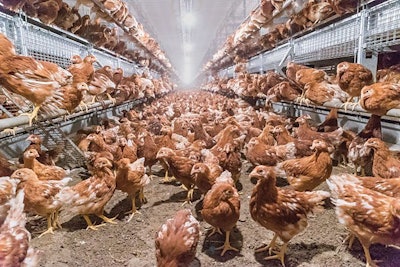 Coccidiosis is a primary health challenge for cage-free pullets. | Photo courtesy of Big Dutchman