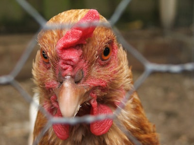 La producción y el consumo de pollo en Panamá ha ido en constante crecimiento durante la última década, según nuevos datos de gremial avícola en dicho país. | Freeimages.com/dennis spelt