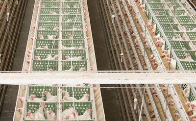 Esto es una granja con gallinas enjauladas. | Foto de Ernesto Calderón