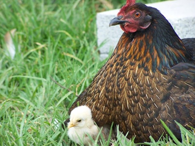 El uso de huevos puestos por gallinas libres de jaula se ha convertido en una tendencia, no solo en Latinoamérica, pero en el mundo. | Freeimages.com/Rita Godoy