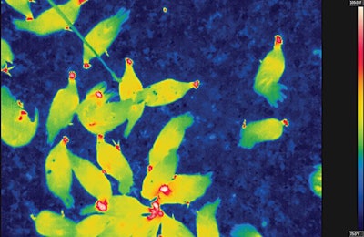 Shown is an infrared photo of hens in the litter area prior to it being sprayed with electrolyzed water. Blue is the coolest color, followed by green, yellow, orange and red, which is the hottest. | Egg Industry Center, Iowa State University