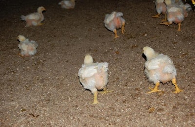 Maintaining drier broiler litter leads to better animal welfare and flock health. | Terrence O'Keefe