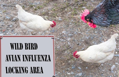 Avian Flu International
