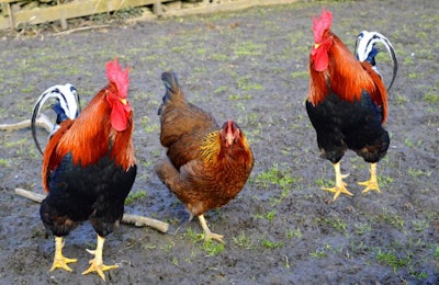 Newcastle disease has been detected in a Gallus gallus flock in the Czech Republic. | Peter Etchells, Bigstock