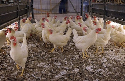 Employees working in cage-free houses have to be comfortable with bird contact on a daily basis. | Austin Alonzo