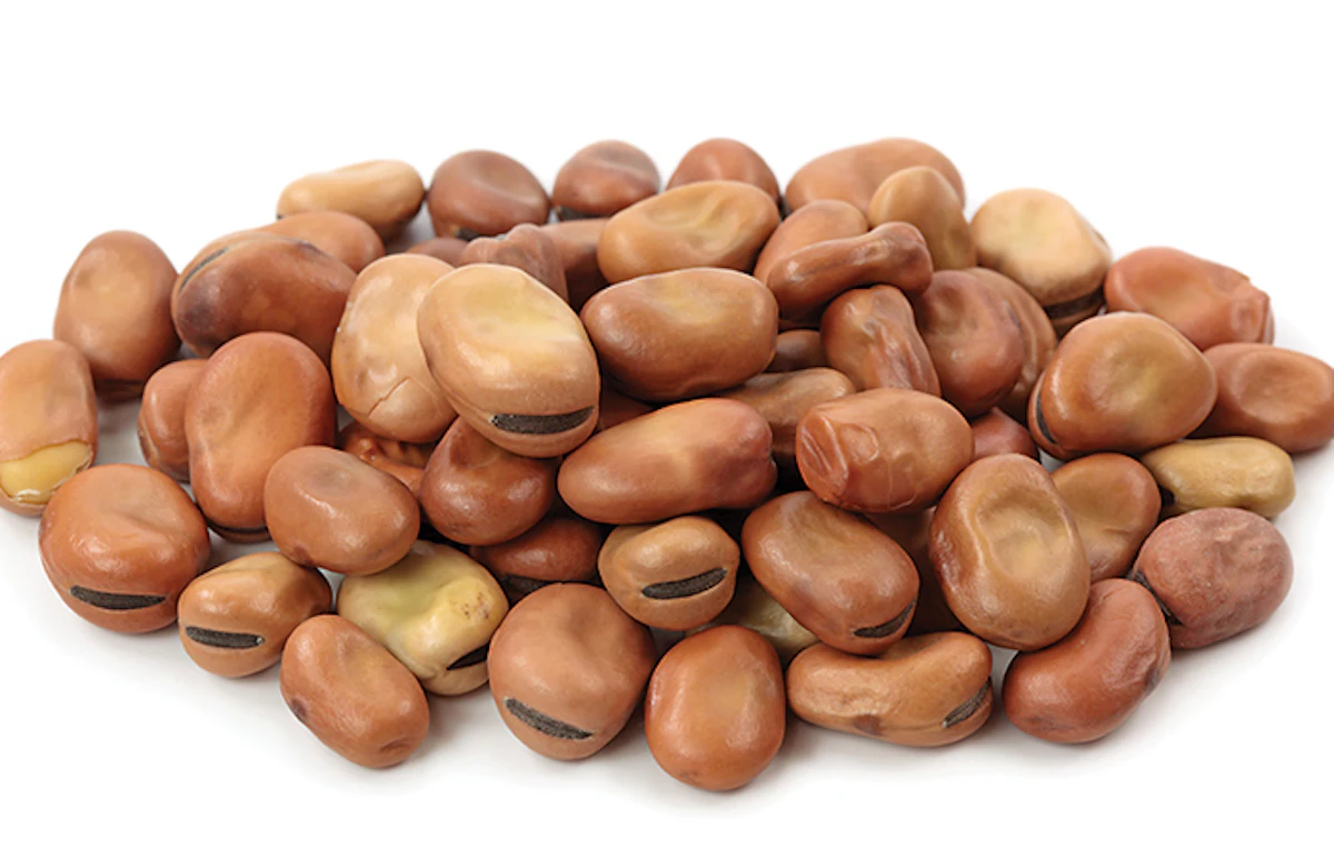 Fava beans: alternative poultry, pig protein source | WATTAgNet