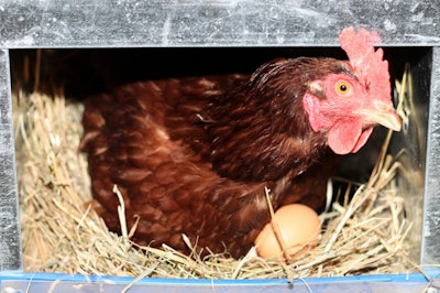 Gallina empolla huevos en su nido. | Foto de Andrea Gantz