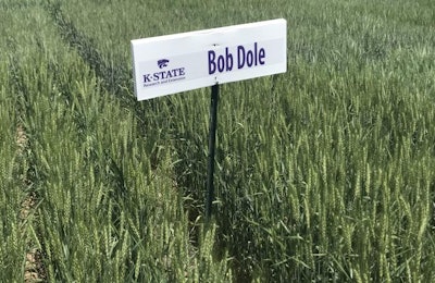 The Bob Dole wheat variety is offered through a partnership between Syngenta, the Kansas Wheat Commission and the Kansas Wheat Alliance. | Photo courtesy of Kansas Wheat