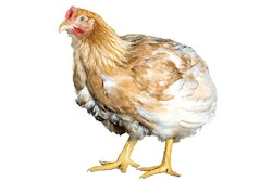 (Cobb-Vantress Inc.)