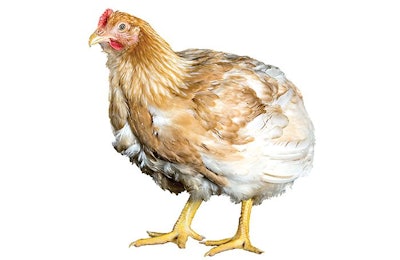 Cobb Vantress Broiler