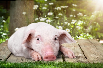When the agriculture and food industries depict overly cute and happy images of farm animals, it gives consumers unrealistic visions of how animals for food production should be raised, a University of California-Davis professor says. | www.BillionPhotos.com, Bigstock