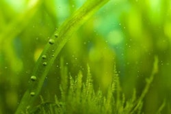 waldru, Bigstockphoto.com