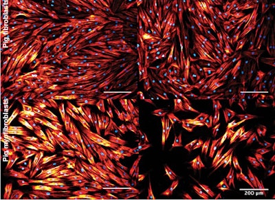 This microscopy shows cultured pork fibroblasts: the connective tissue that produces collagen. Research on fibroblasts could be useful in culturing connective tissue in complex cuts of meat in the future. | Jess Krieger, New Harvest Research Fellow