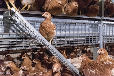 Industry professionals agree that pullet training is crucial in running a successful cage-free system. | Photo courtesy of Big Dutchman