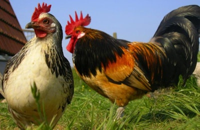 Before the recent outbreak of virulent Newcastle disease occurred, the last time there was a confirmed case of the disease in a United States commercial poultry flock was in 2003. (Elly Kellner | Freeimages.com)
