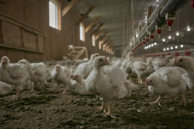 The Perdue 2018 Commitments to Animal Care report reveals the company's commitment to add windows to 100 percent of the chicken houses where Perdue chickens are raised. | Photo courtesy of Perdue Farms
