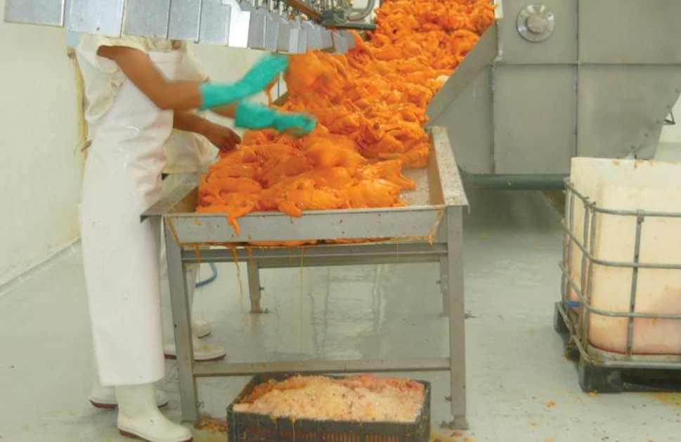 Over Processed Chicken How to ensure efficient processed chicken packing | WATTAgNet ...